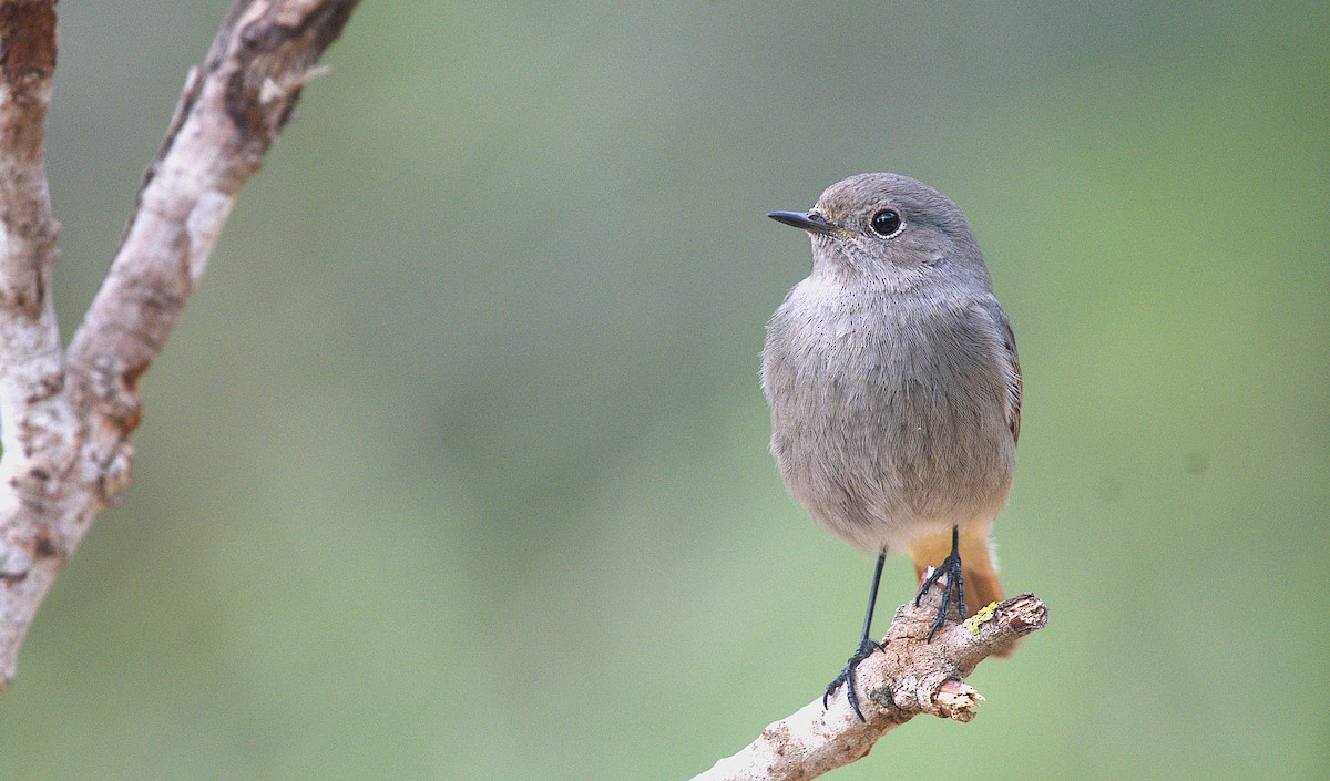 Black Redstart - ML646890545