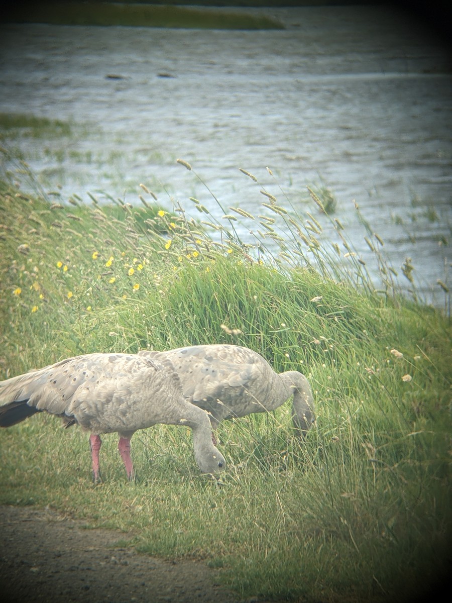 Cape Barren Goose - ML646890546
