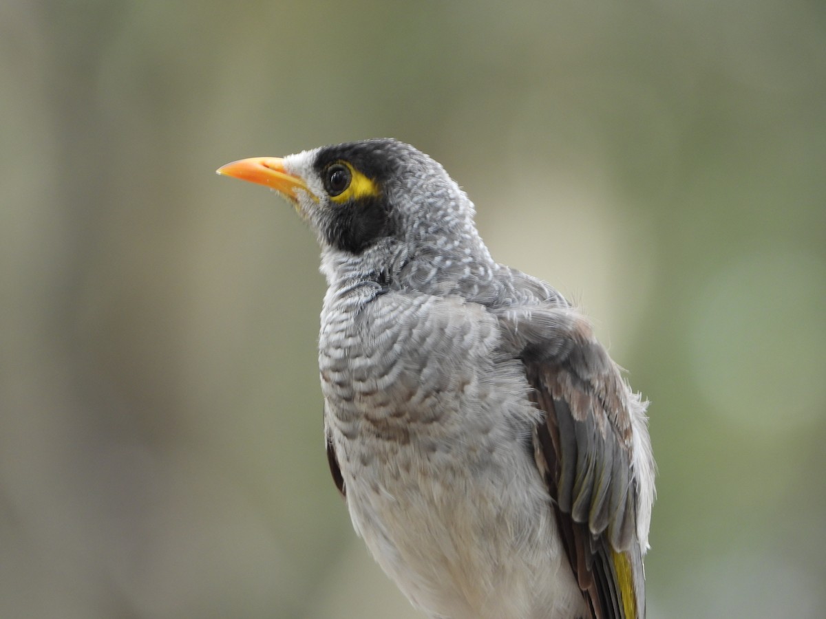 Noisy Miner - ML646890547