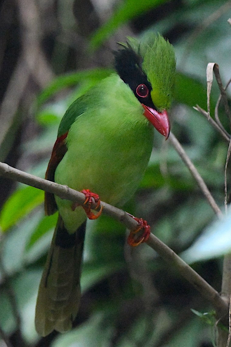 Indochinese Green-Magpie - ML646890548