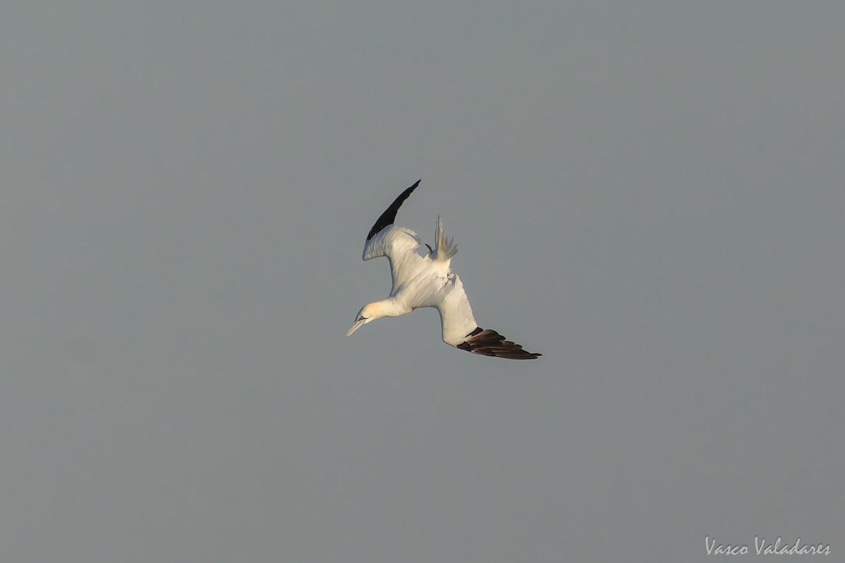 Northern Gannet - ML646890549