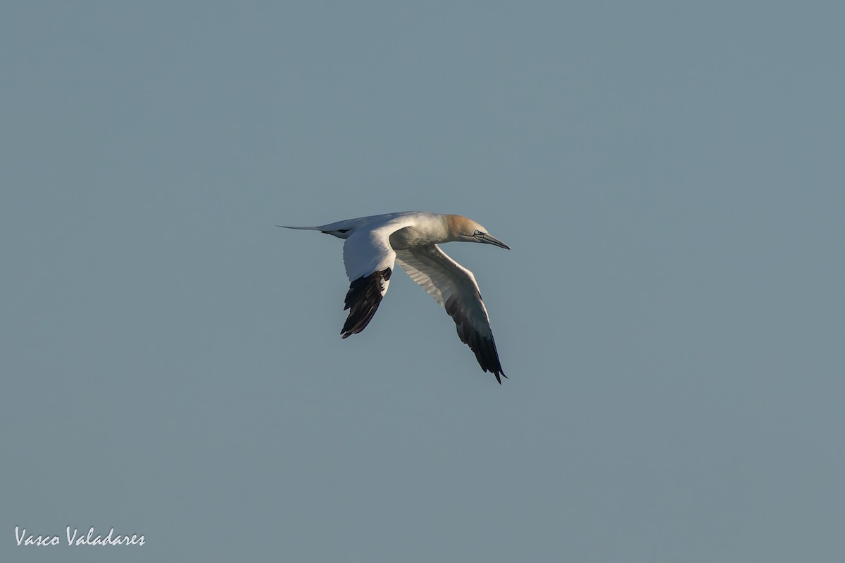Northern Gannet - ML646890550
