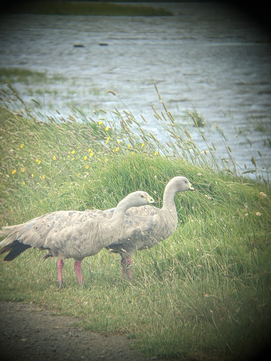 Cape Barren Goose - ML646890551