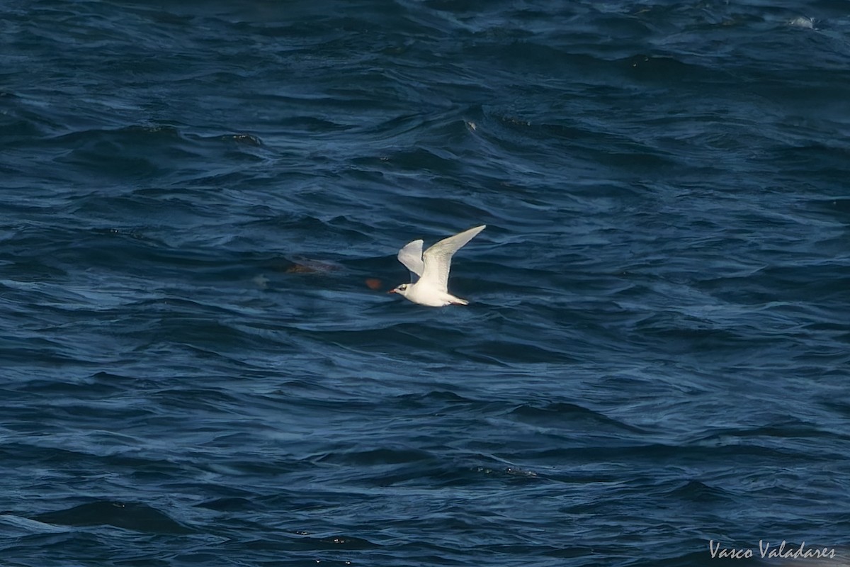 Mediterranean Gull - ML646890552