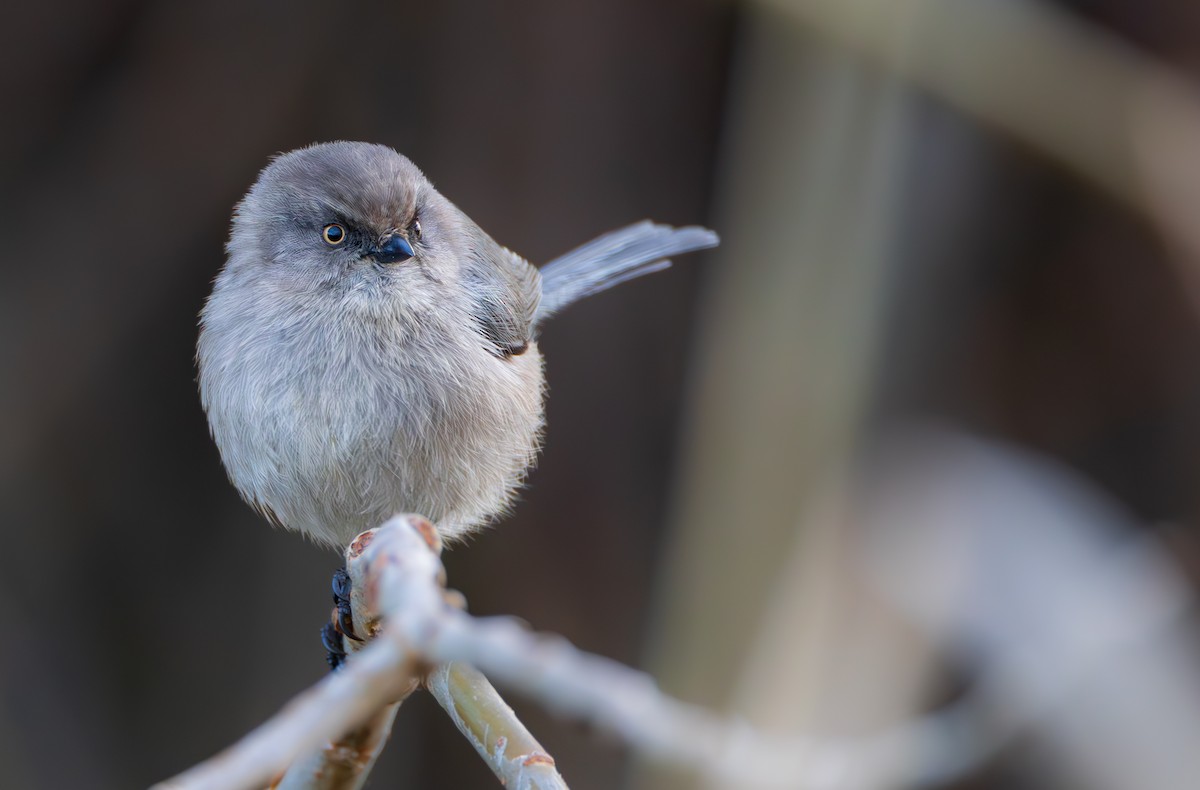 Bushtit - ML646890553