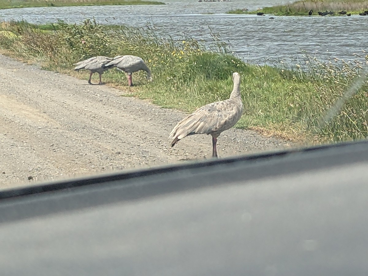 Cape Barren Goose - ML646890554
