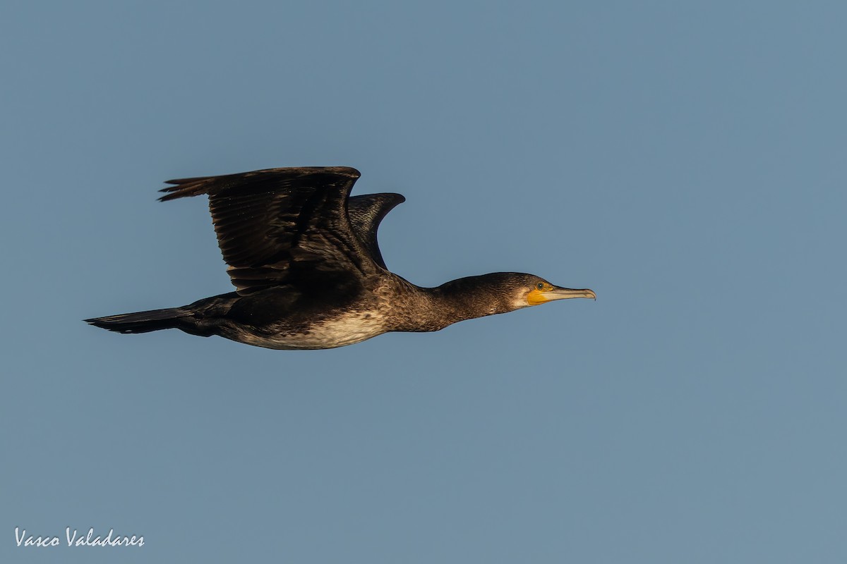 Great Cormorant - ML646890555