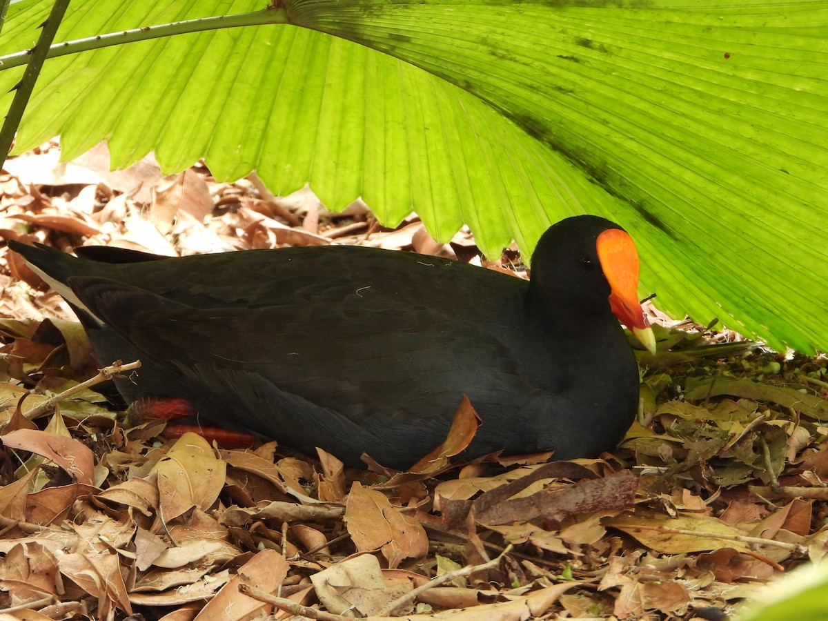 Dusky Moorhen - ML646890556