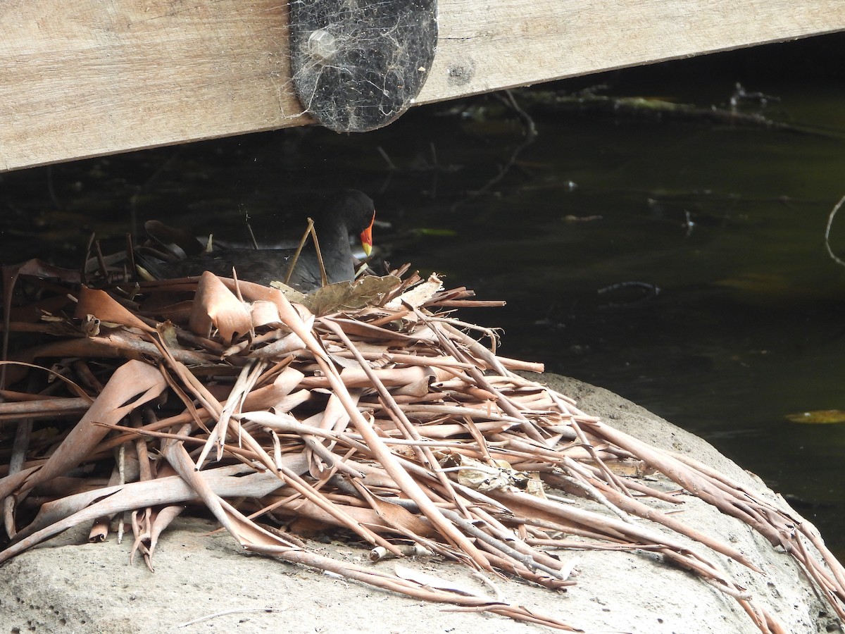 Dusky Moorhen - ML646890557