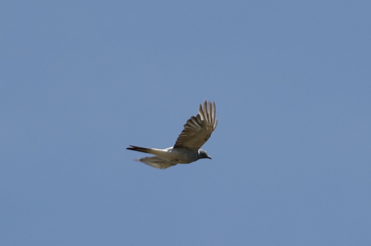 Ground Cuckooshrike - ML646890558