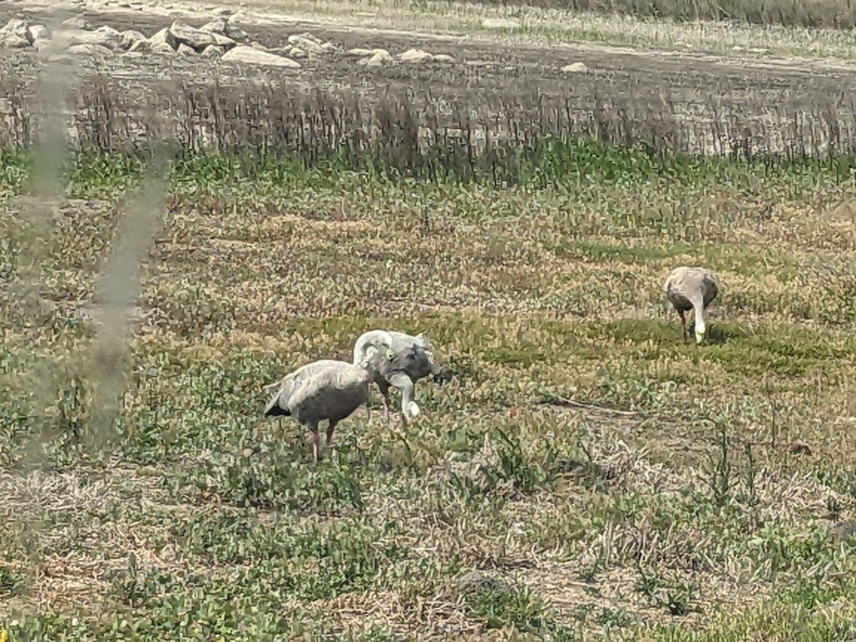 Cape Barren Goose - ML646890560