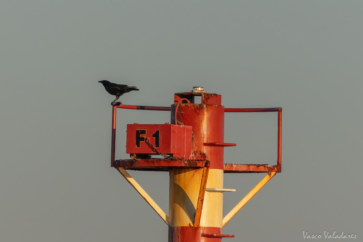 Carrion Crow - ML646890561