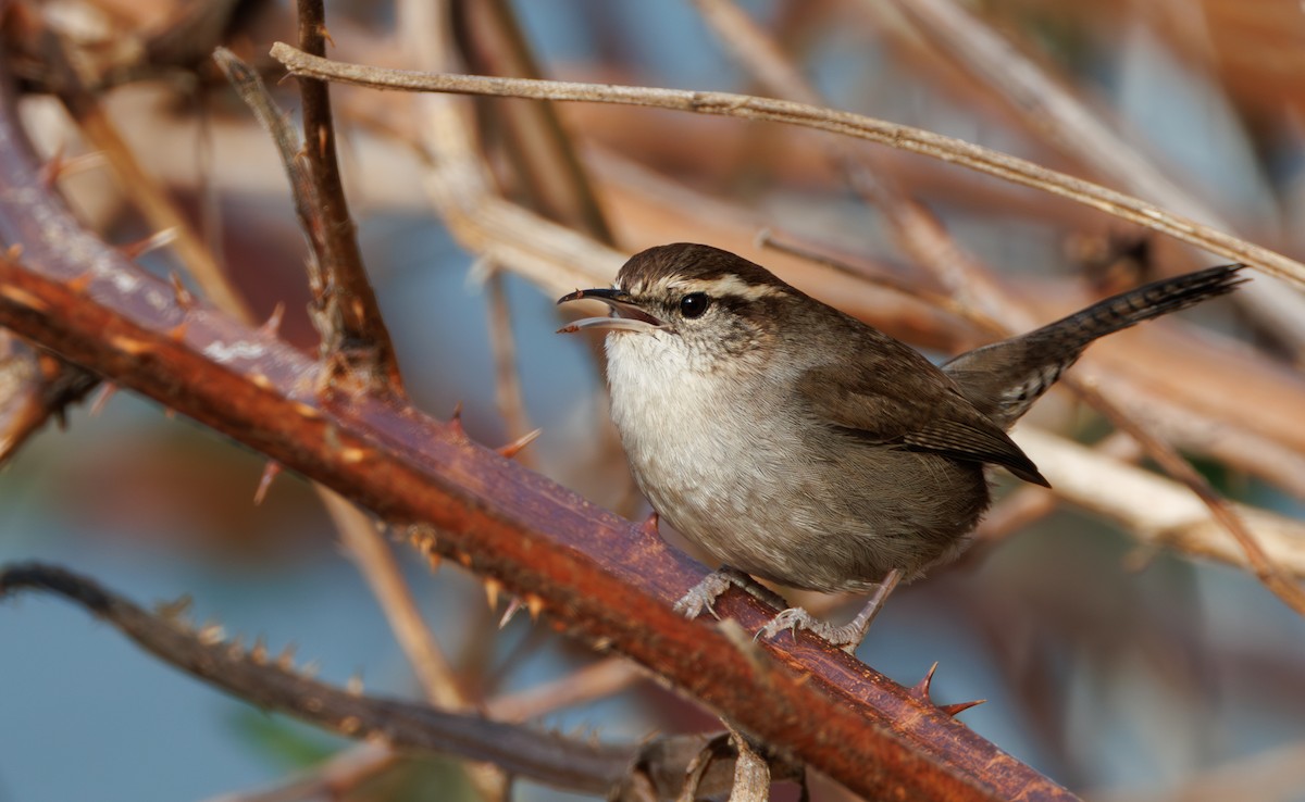 Bewick's Wren - ML646890562