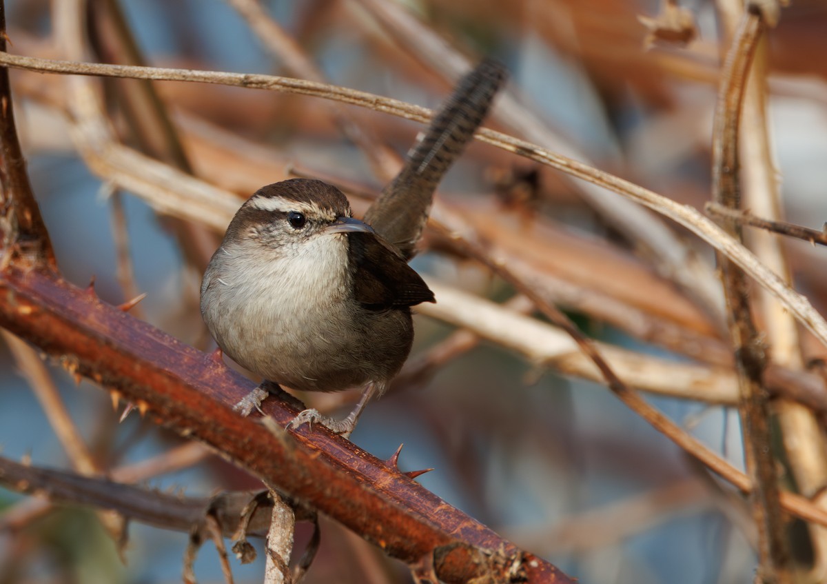 Bewick's Wren - ML646890563