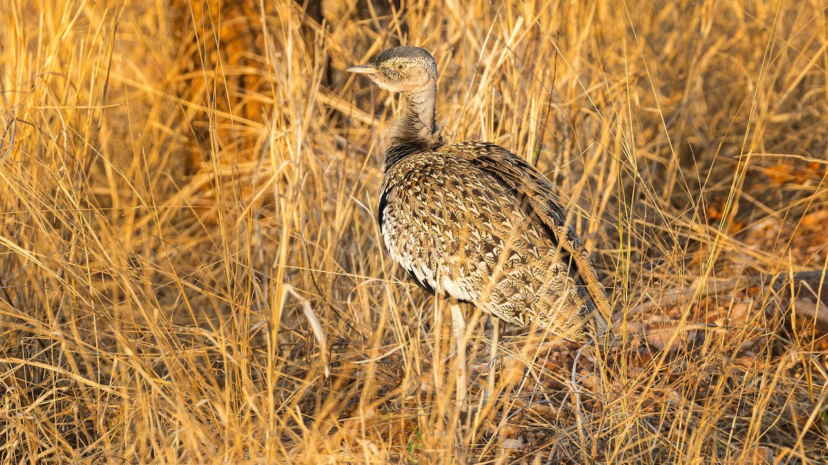 Red-crested Bustard - ML646890565