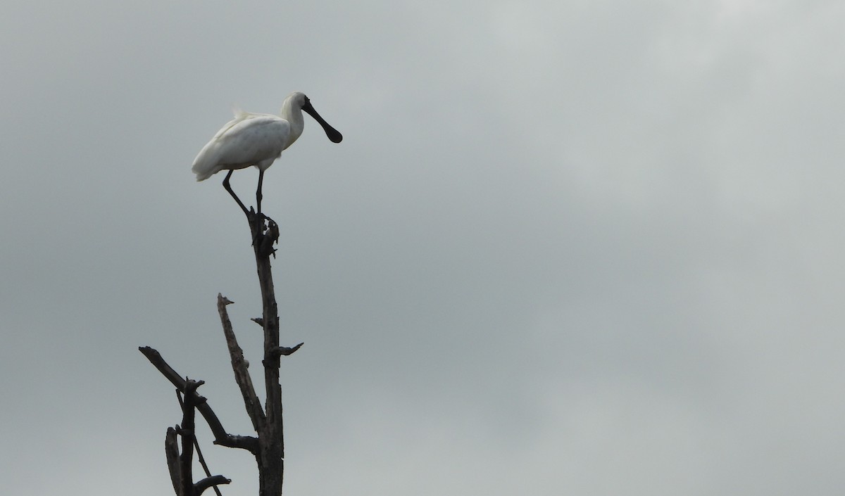 Royal Spoonbill - ML646890567