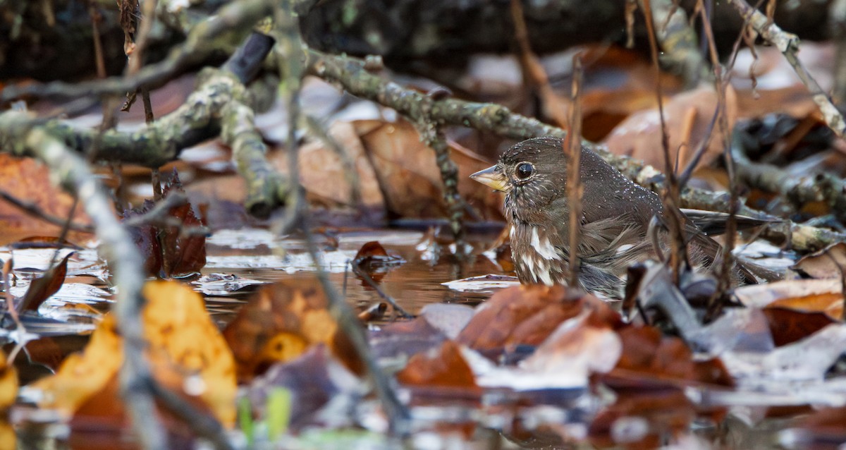 Fox Sparrow - ML646890568