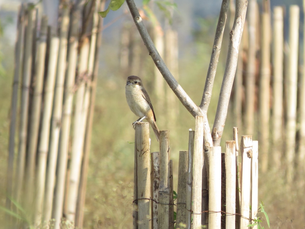 Brown Shrike - ML646890569