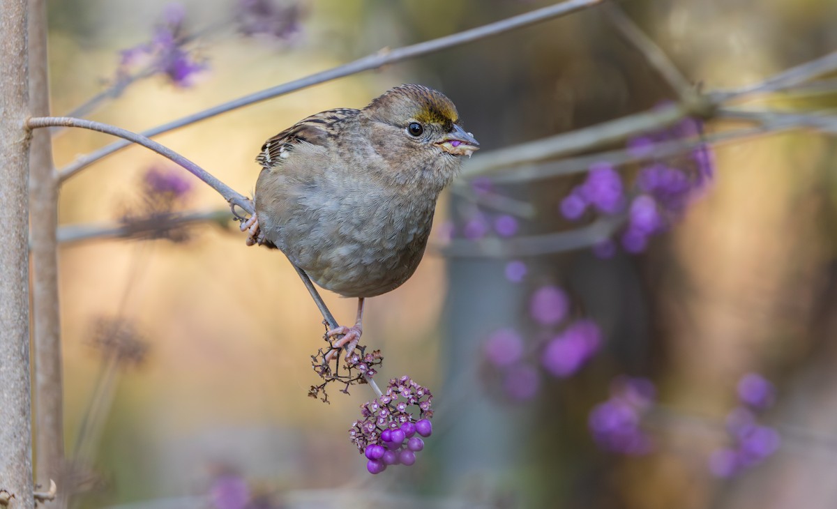 Golden-crowned Sparrow - ML646890571