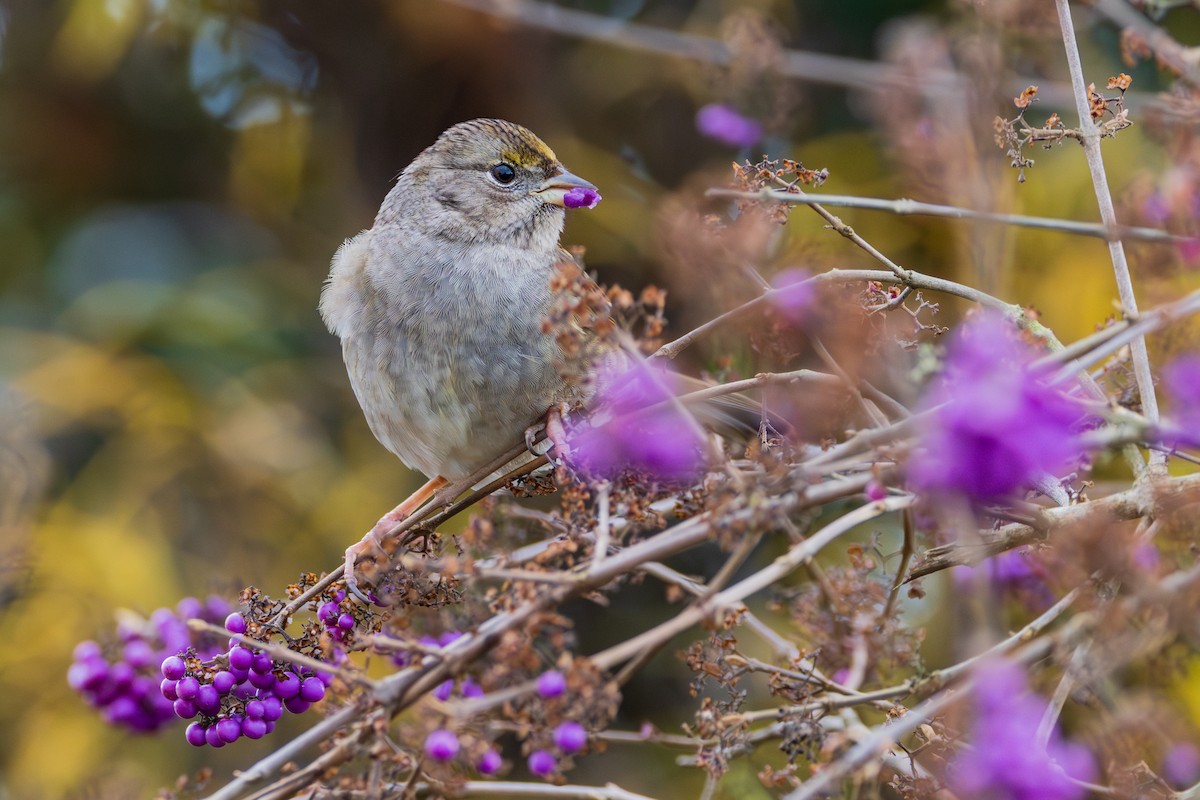 Golden-crowned Sparrow - ML646890572
