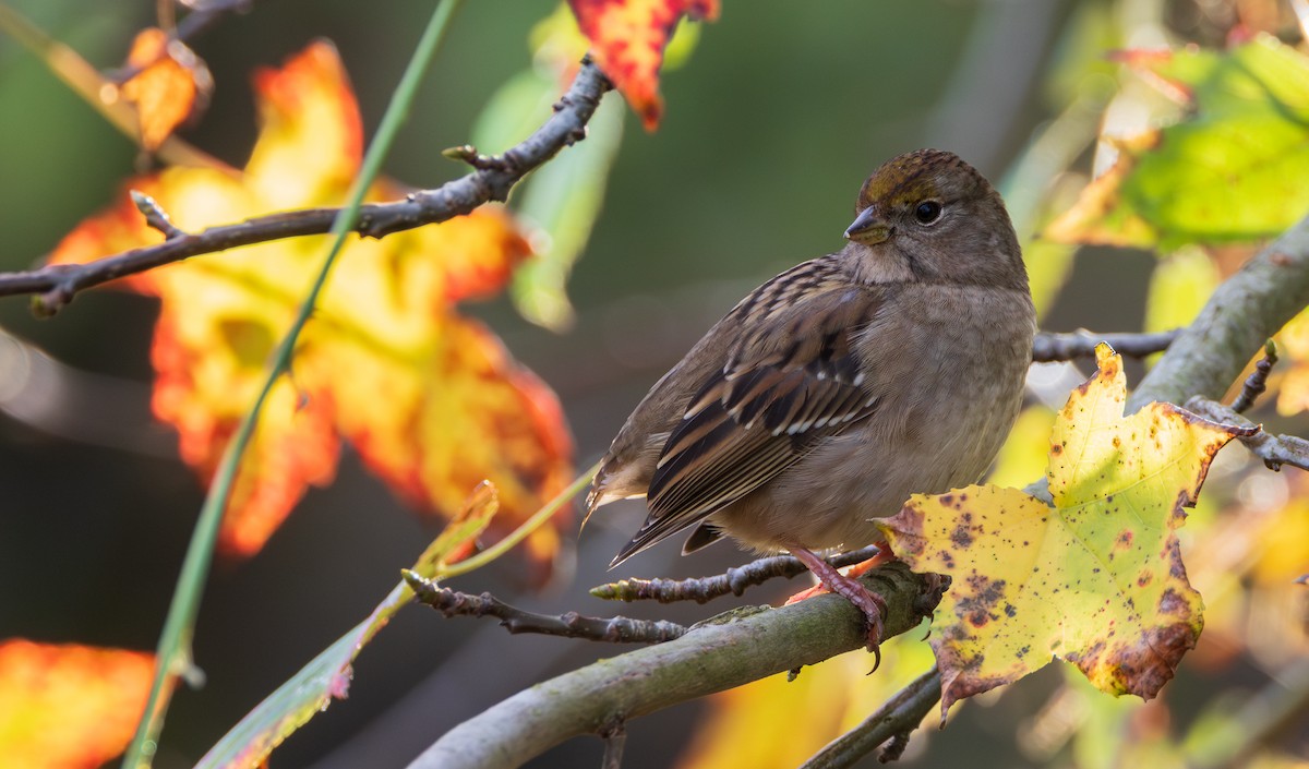 Golden-crowned Sparrow - ML646890573