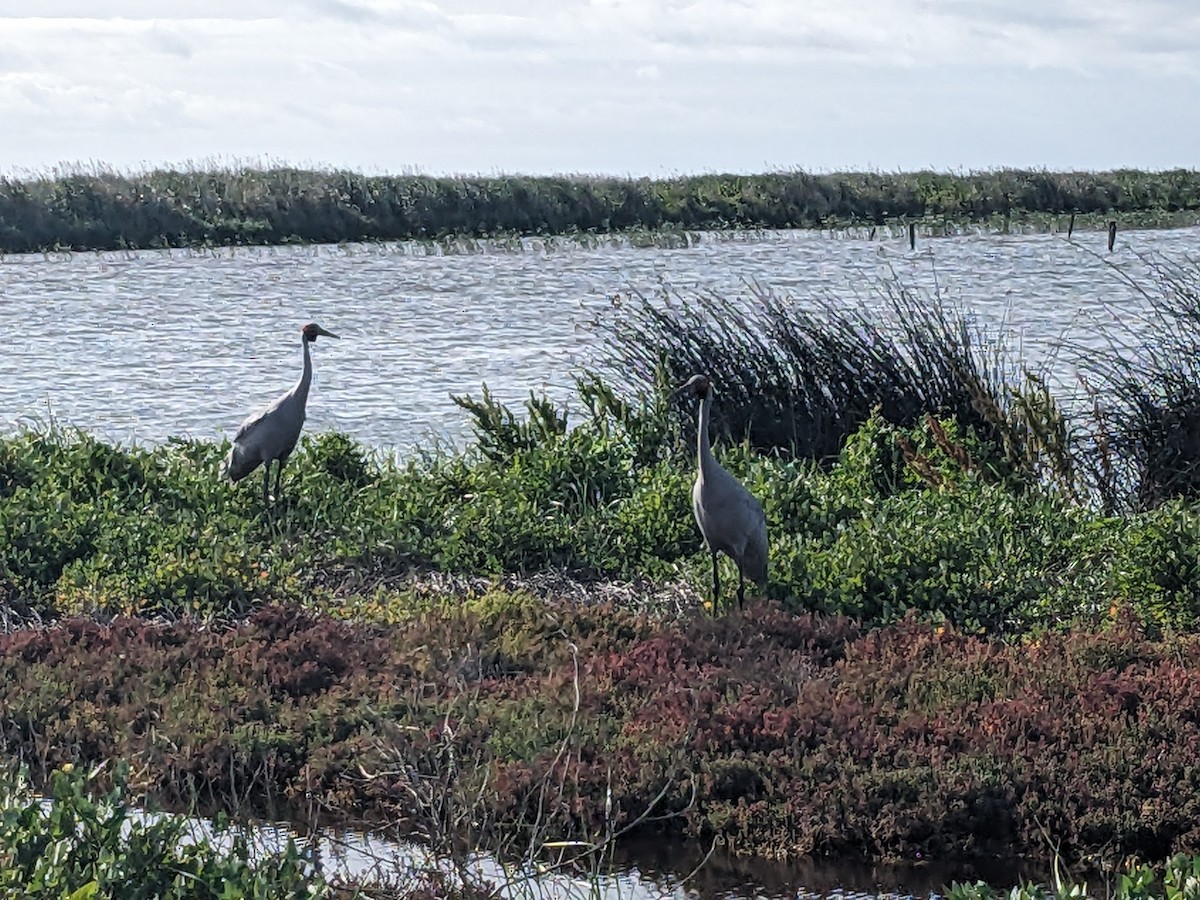 Brolga - ML646890574