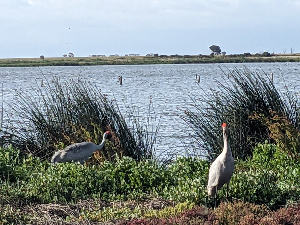 Brolga - ML646890576