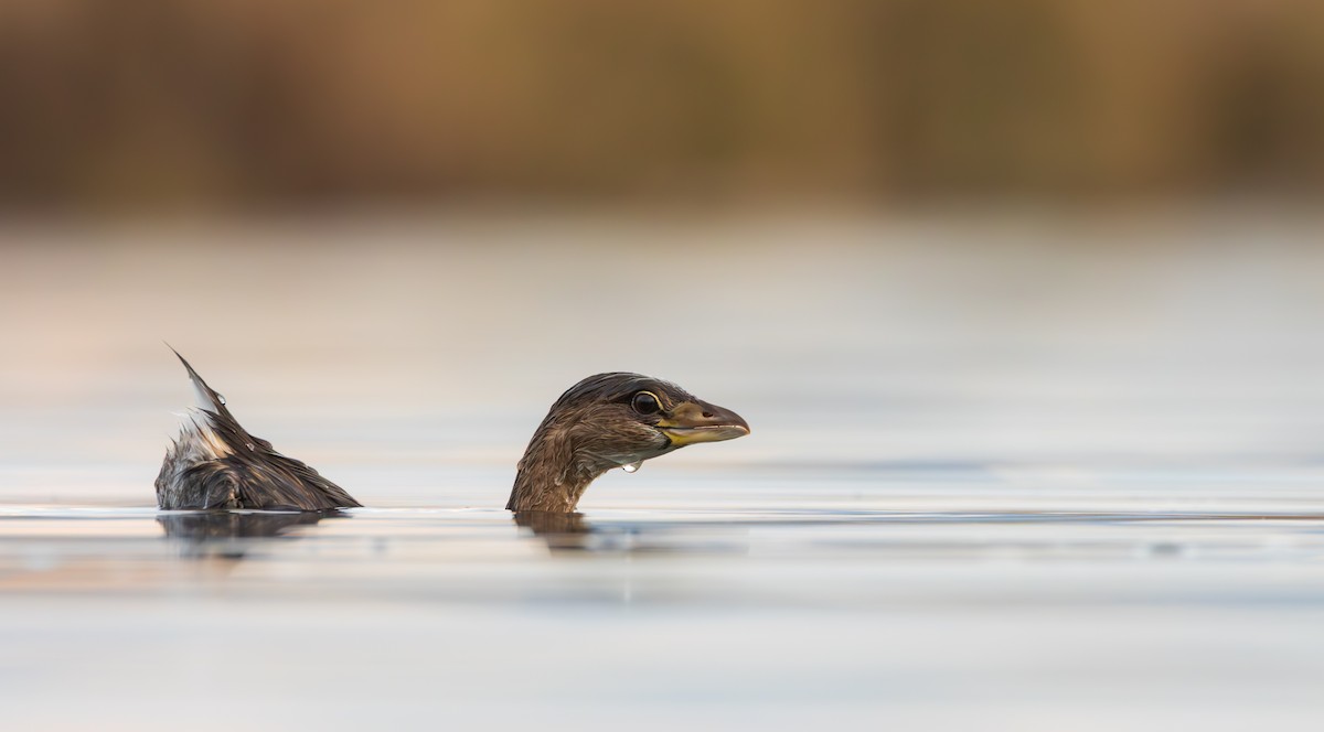 Txilinporta mokolodia - ML646890577