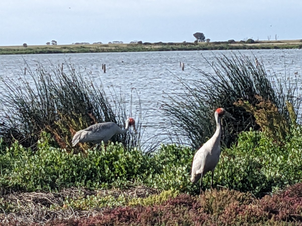 Brolga - ML646890578