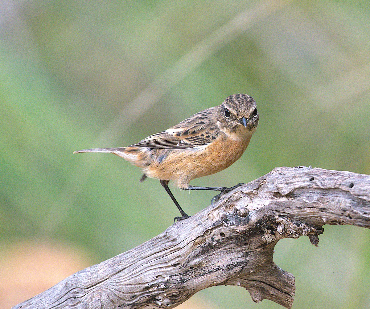 דוחל שחור-גרון - ML646890579