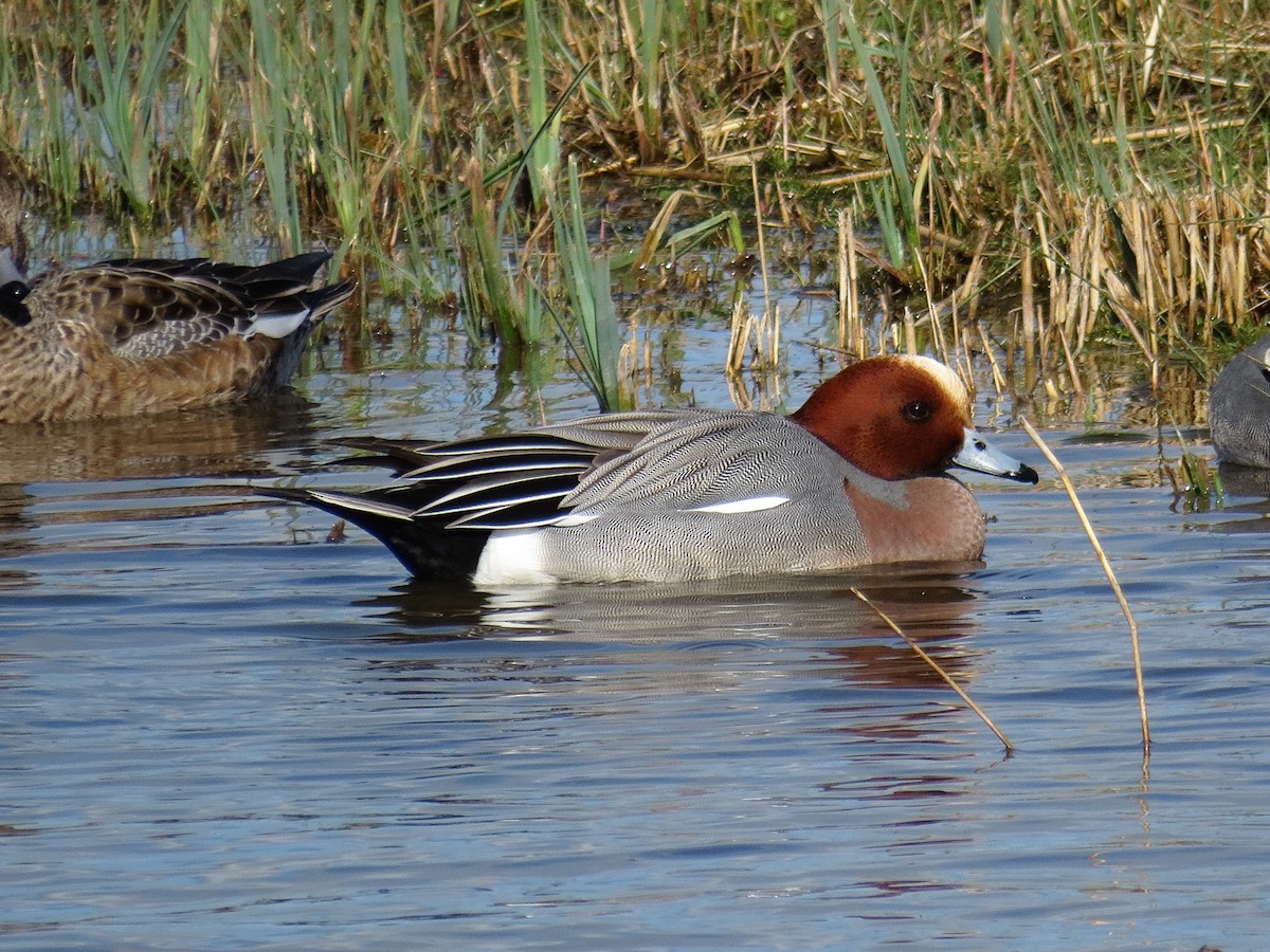ברווז צהוב-מצח - ML646890580