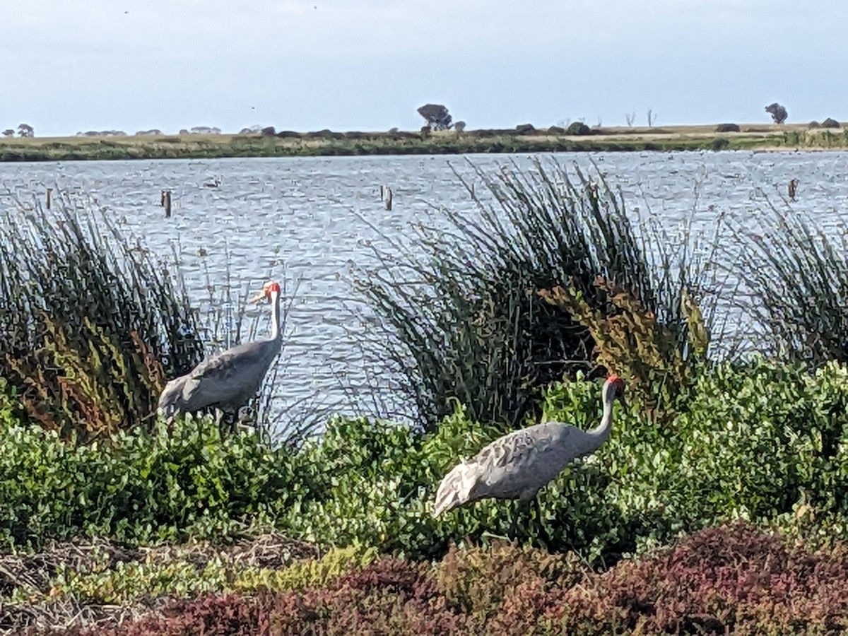 Brolga - ML646890581