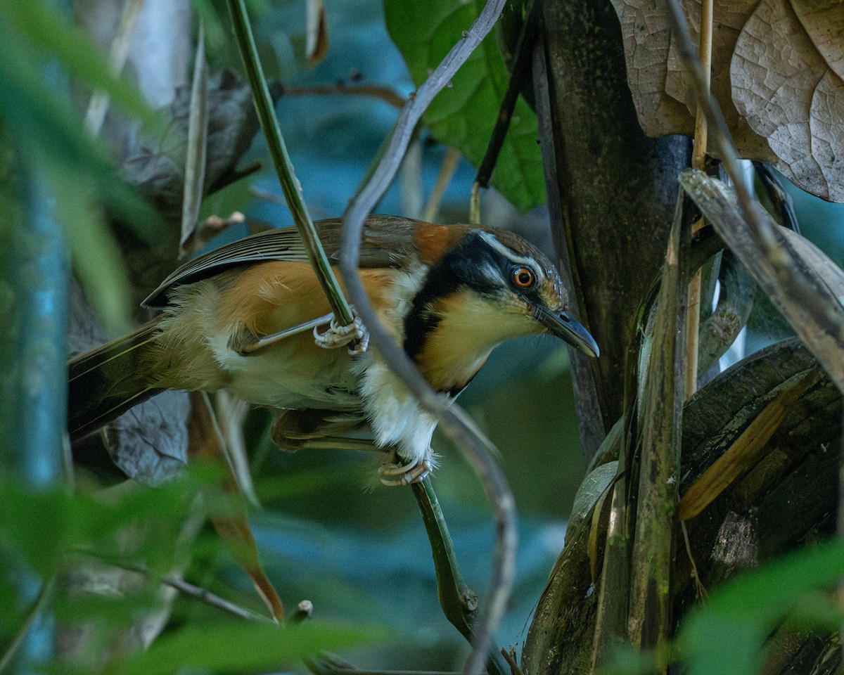 Lesser Necklaced Laughingthrush - ML646890582