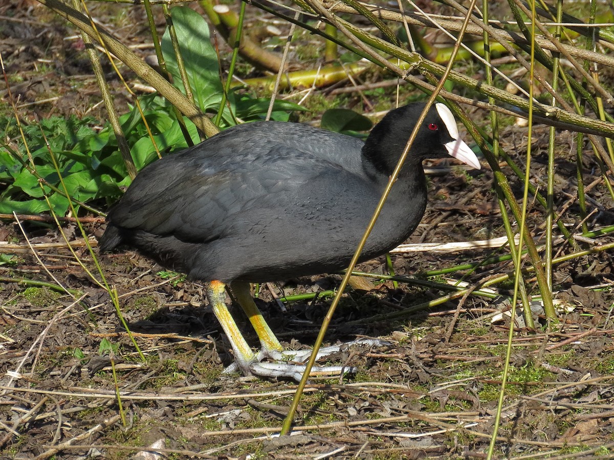 אגמית מצויה - ML646890583