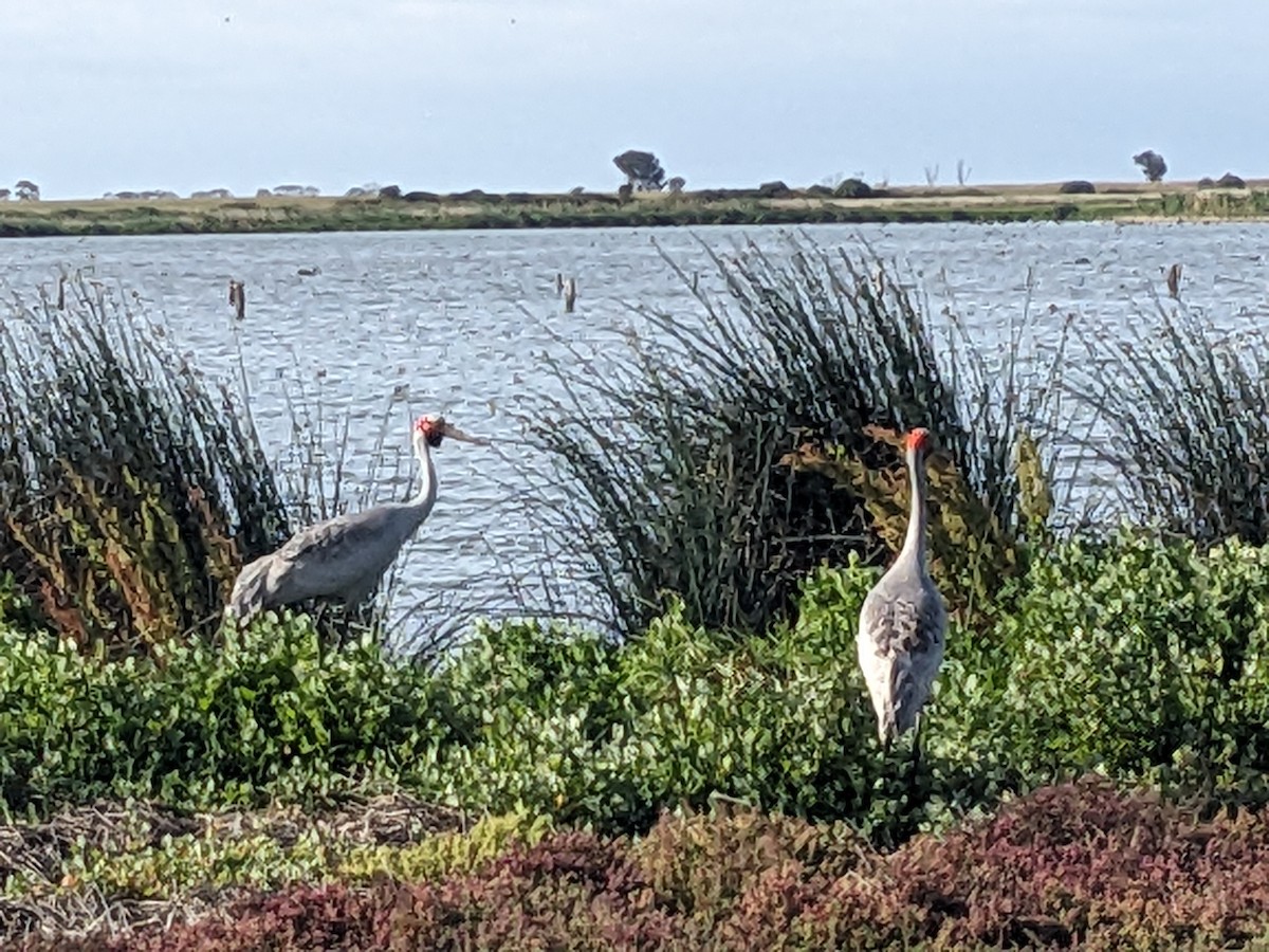 Brolga - ML646890584