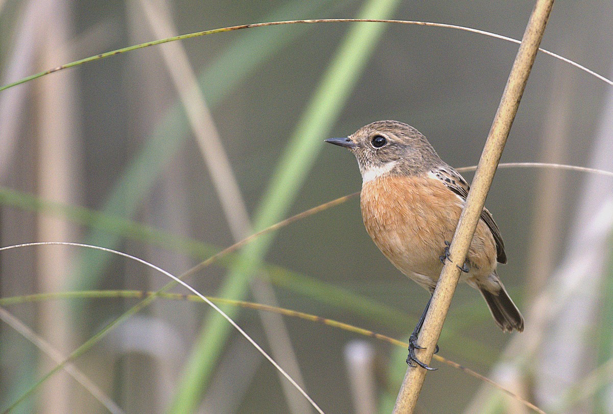 דוחל שחור-גרון - ML646890585