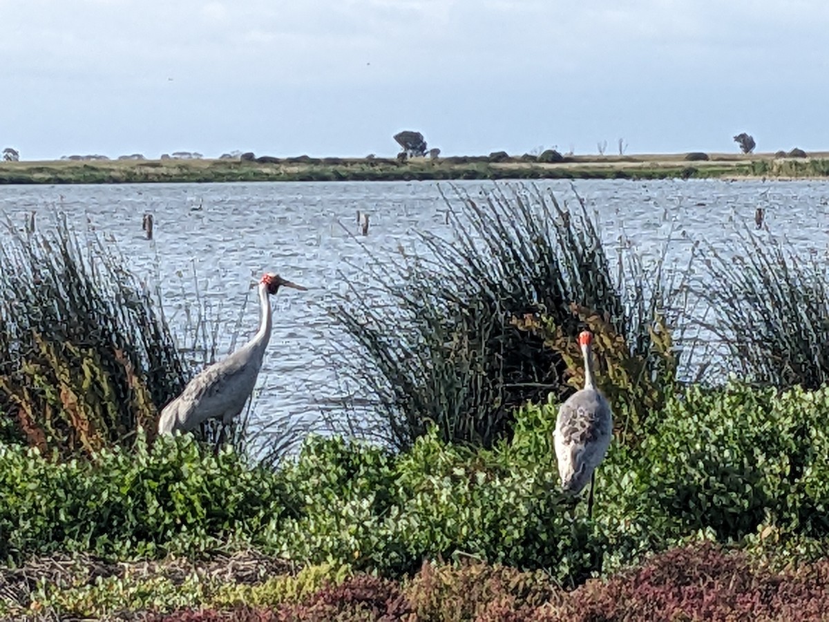 Brolga - ML646890586