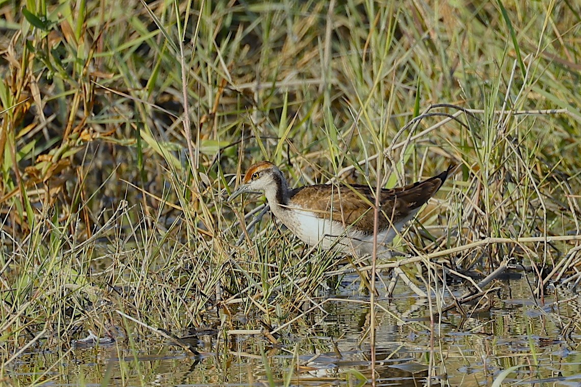 ז'קנה זנבתנית - ML646890587