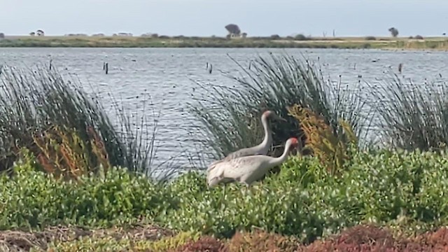 Brolga - ML646890588