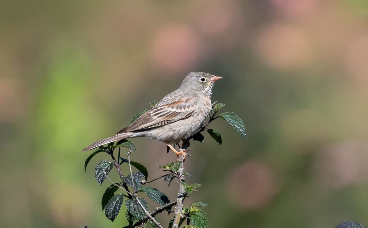 Gray-necked Bunting - ML646890591