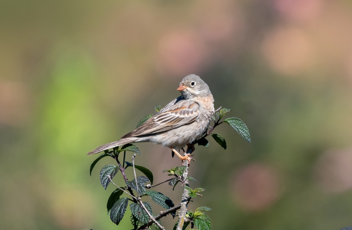 Gray-necked Bunting - ML646890592