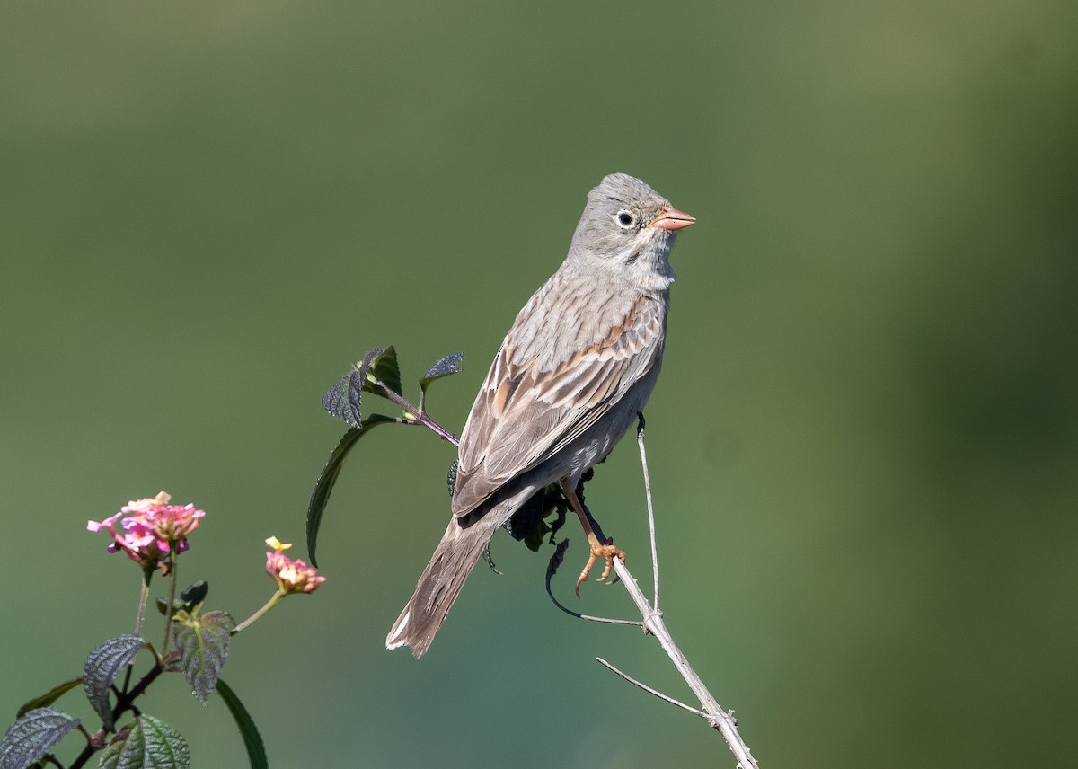 Gray-necked Bunting - ML646890593