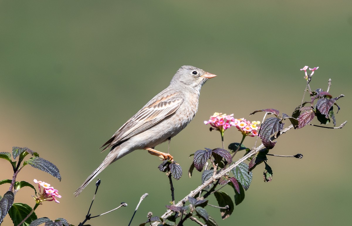 Gray-necked Bunting - ML646890594