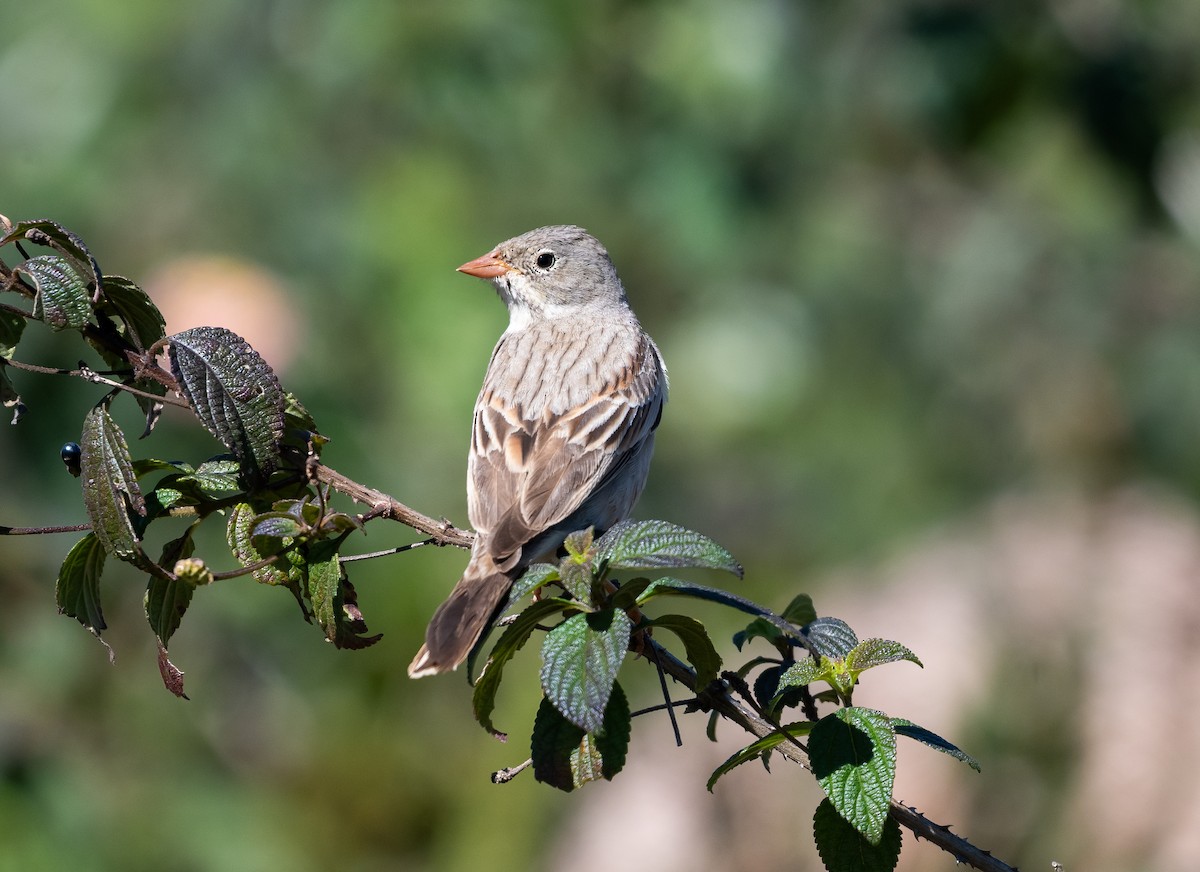 Gray-necked Bunting - ML646890595