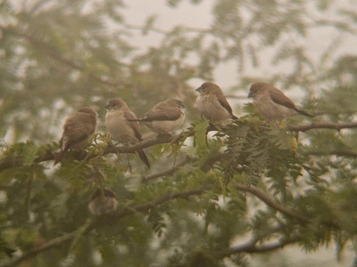 כסוף-מקור הודי - ML646890596