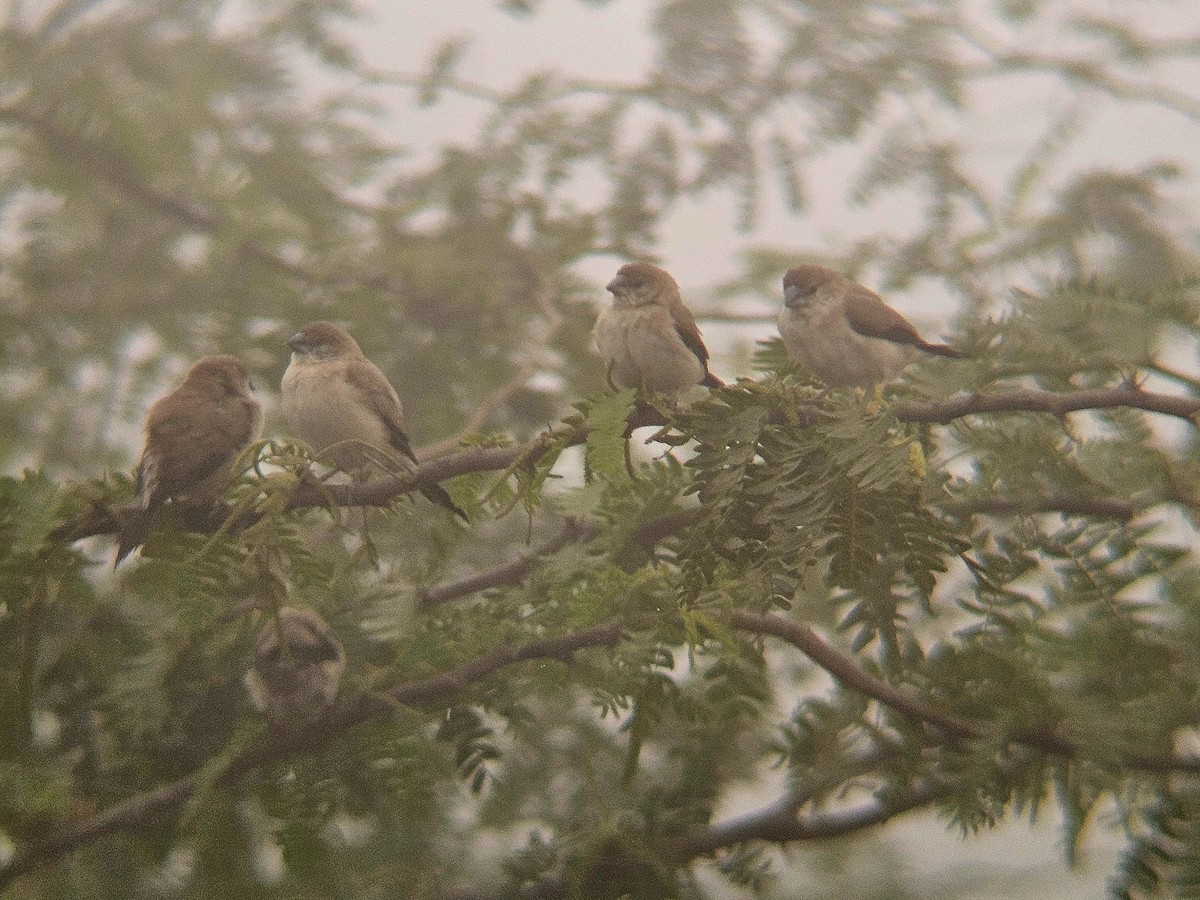 כסוף-מקור הודי - ML646890597