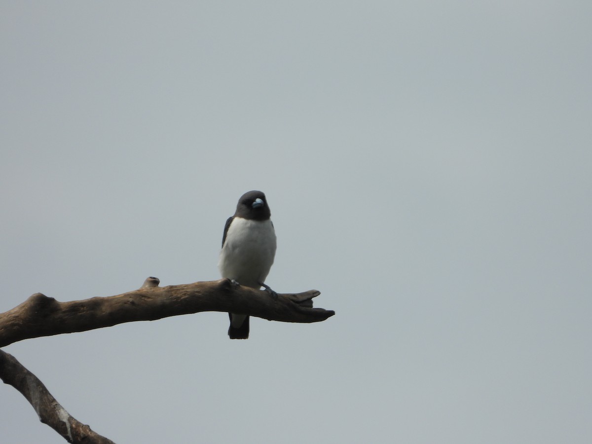 White-breasted Woodswallow - ML646890598