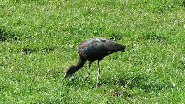 Glossy Ibis - ML646890599