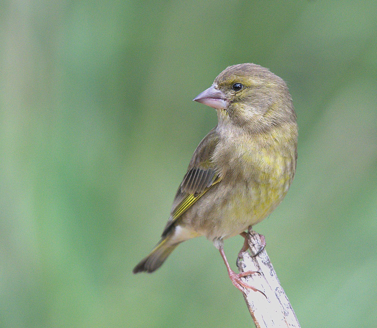 ירקון - ML646890602