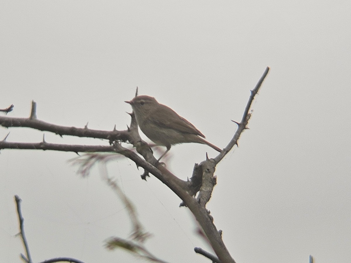 עלווית חורף - ML646890603